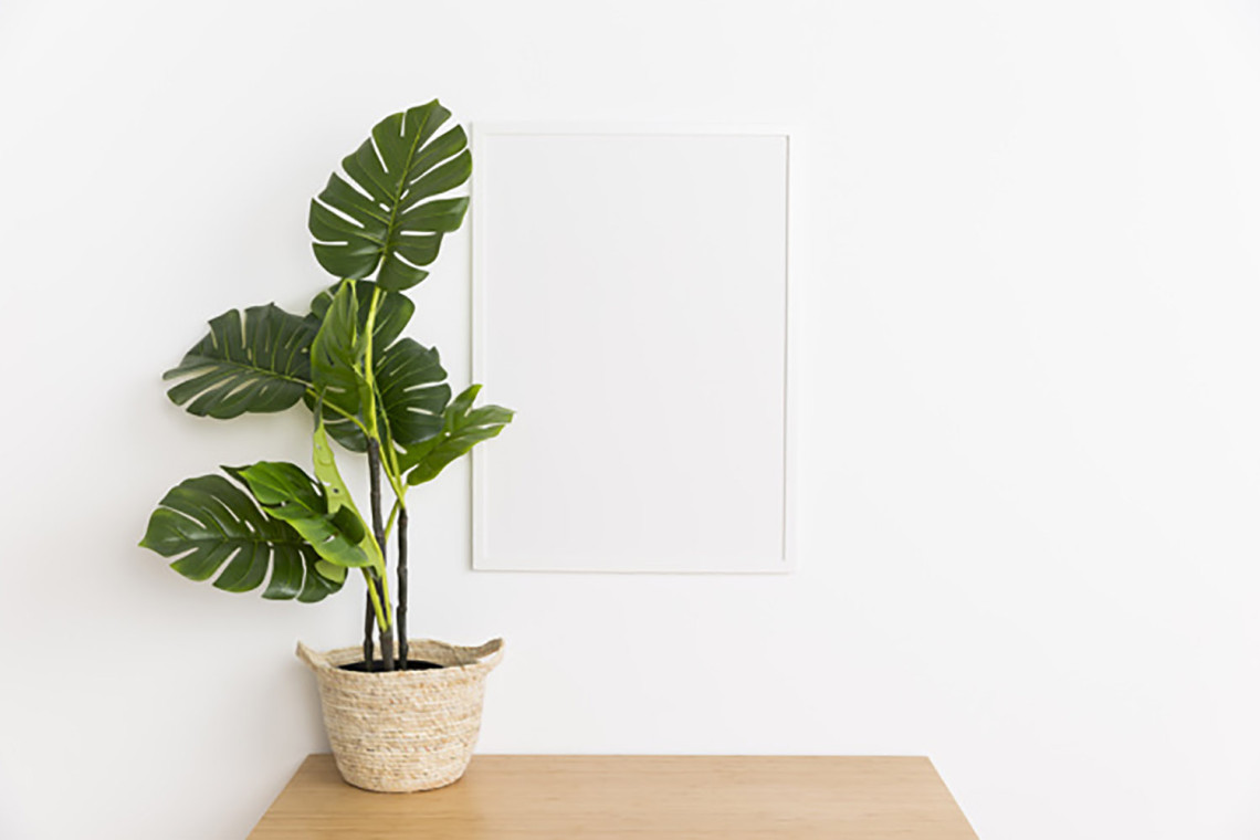 มอนสเตอร่า