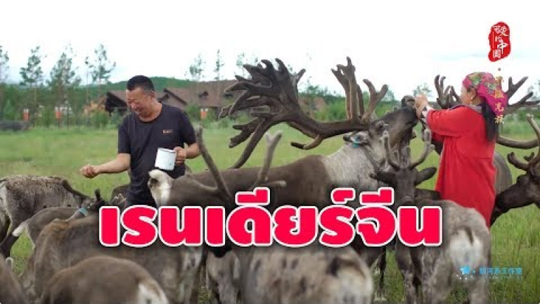 Embedded thumbnail for ชนเผ่าเพียงกลุ่มเดียวในประเทศจีนที่เลี้ยงกวางเรนเดียร์